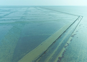 高郵鴨集團:高郵湖養(yǎng)殖基地
